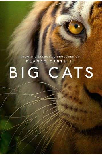 Big Cats - Film DVD